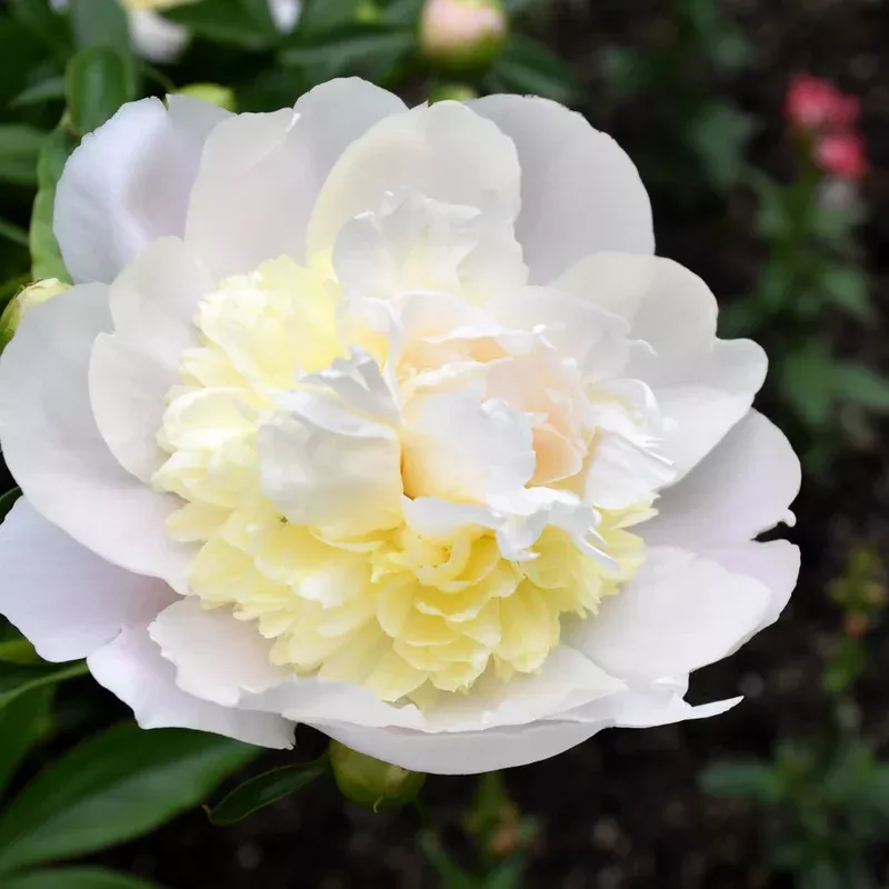 paeonia-honey-gold PAEONIA HONEY GOLD