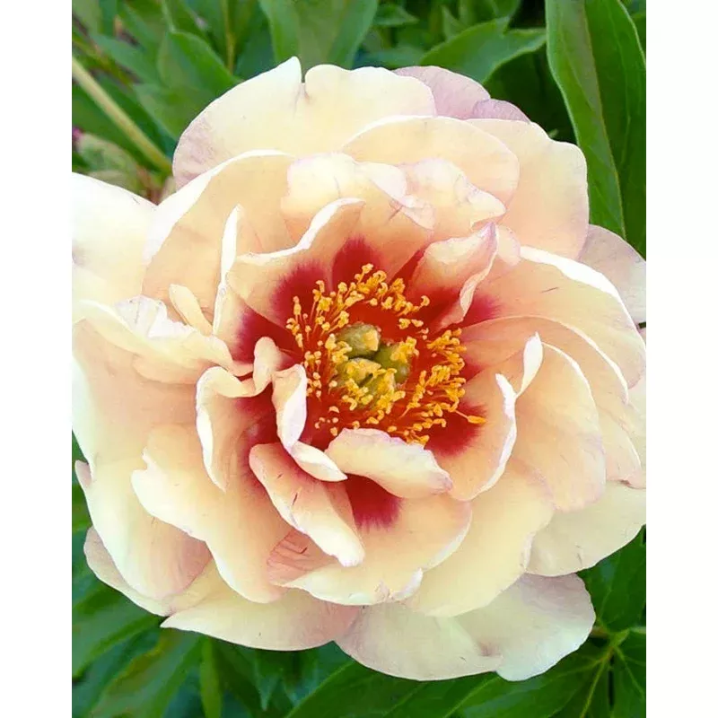 Paeonia ‘Magical Mystery Tour’