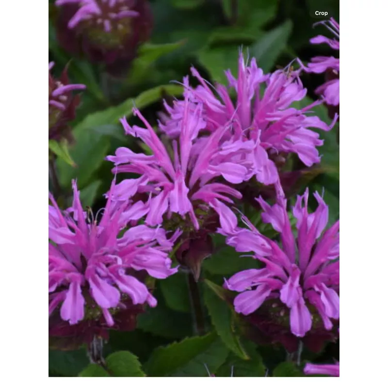 ‘Pardon My Lavender’ Bee BalmMonarda didyma