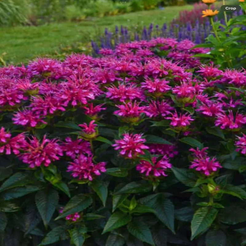 ‘Pardon My Purple’ Bee BalmMonarda didyma