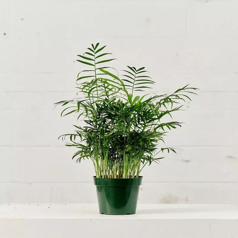 parlour-palm-chamaedorea-elegans-5-inch-pot Parlour Palm: Chamaedorea elegans – 5 inch pot