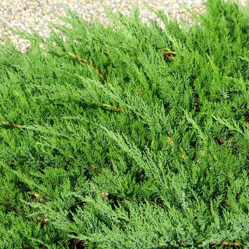parsons-juniper Parsons Juniper