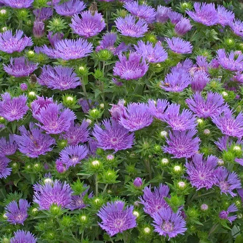 ‘Peachie’s Pick’ Stokes’ Aster