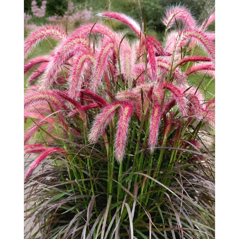 pennisetum-tiny-tails Pennisetum ‘Tiny Tails’