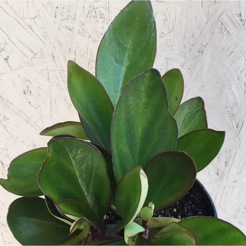peperomia-red-margin Peperomia Red Margin