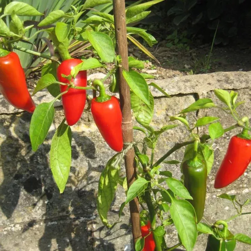 pepper-fresno Pepper Fresno