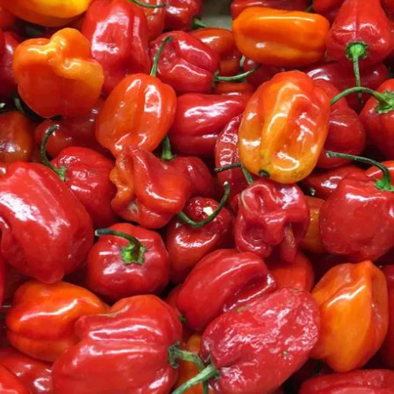 pepper-habanero-4-pot PEPPER HABANERO – 4″ POT
