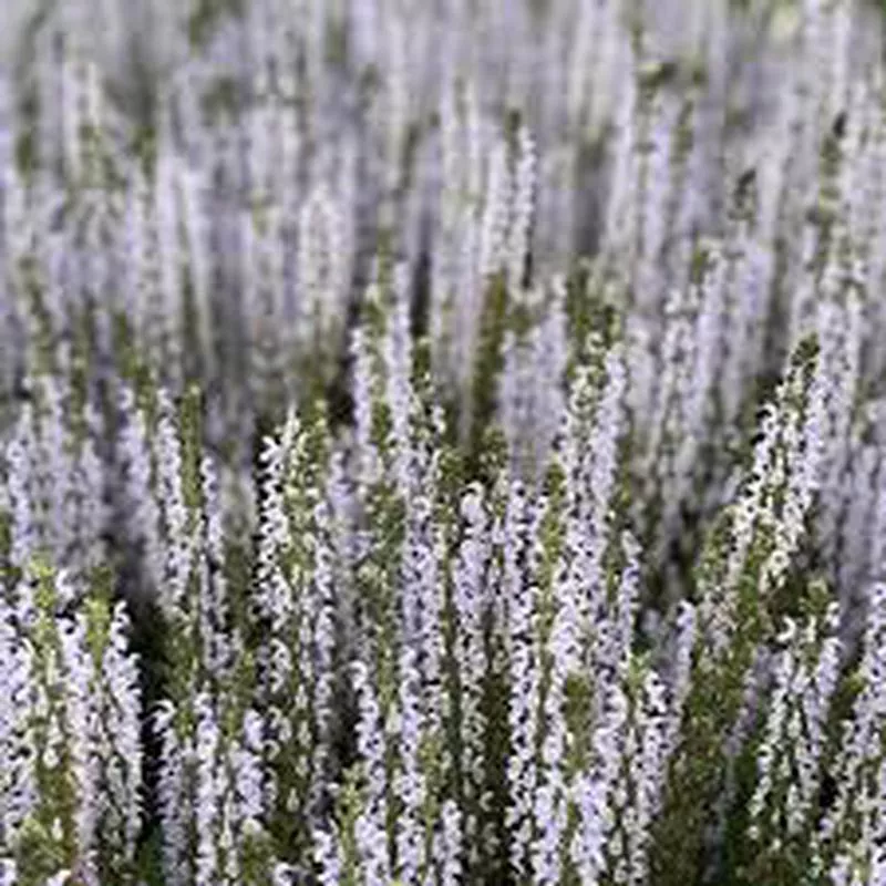 ‘Perfect Profusion’ Perennial SalviaSalvia nemorosa