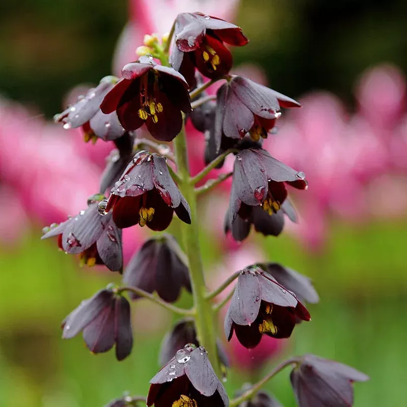 persian-lily Persian Lily