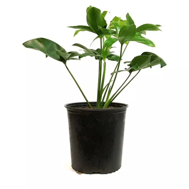 Philodendron 10in Goeldii