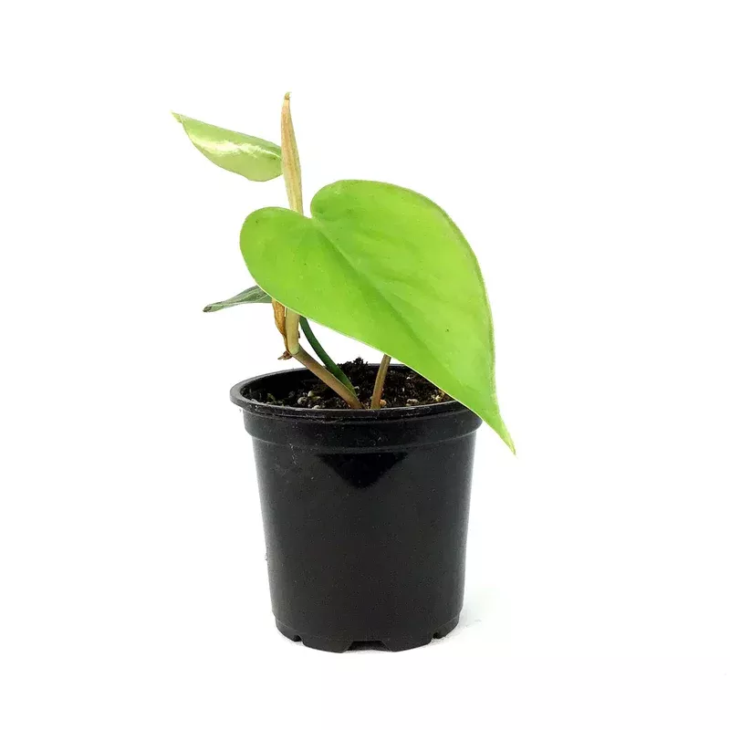 philodendron-4in-heart-leaf Philodendron 4in Heart Leaf