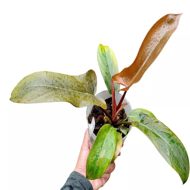 Philodendron ‘Florida Bronze’