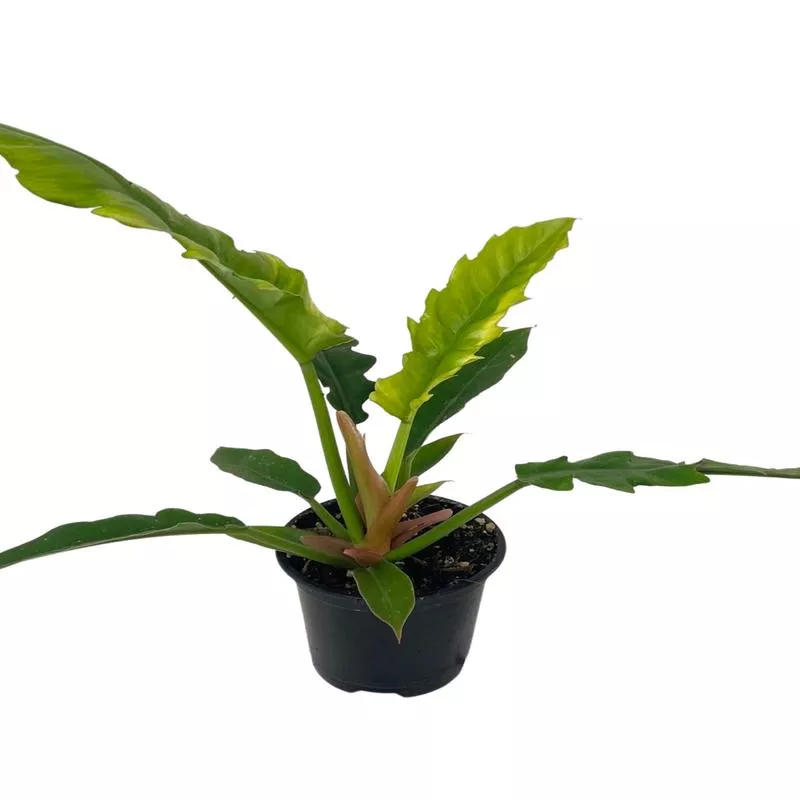 Philodendron hederaceum ‘Narrow Escape’