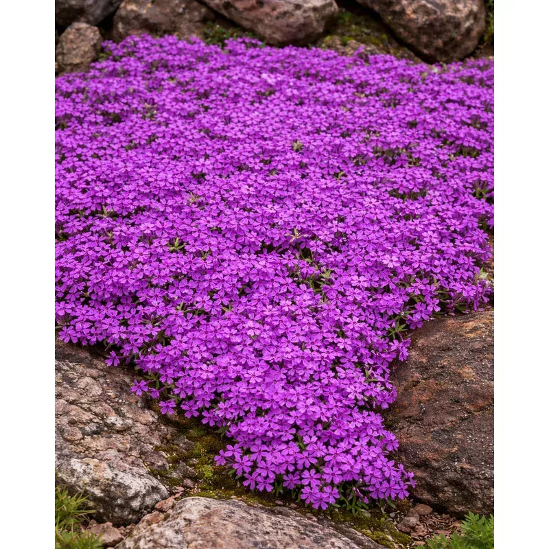 phlox-ground-purple Phlox ‘Ground Purple’