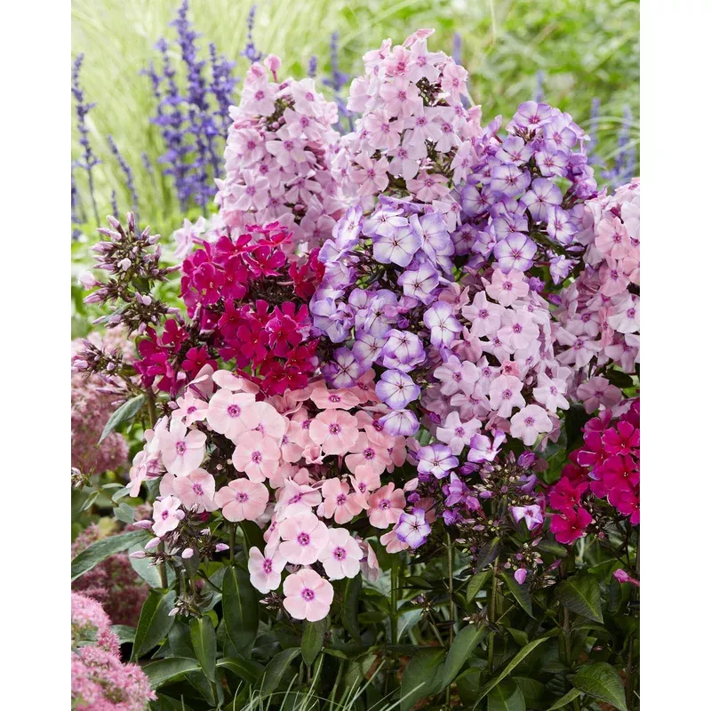 phlox-sweet-summer-mix Phlox ‘Sweet Summer Mix’