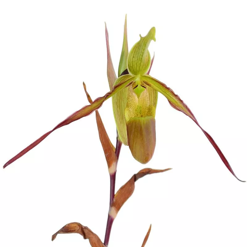 Phragmipedium Rio Mira