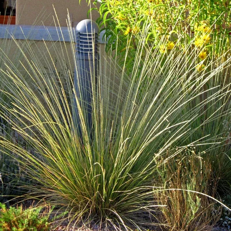 pine-muhly-grass Pine Muhly Grass