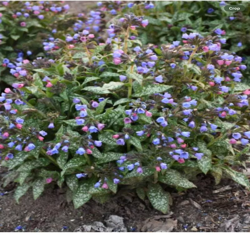 ‘Pink-a-Blue’ LungwortPulmonaria hybrid