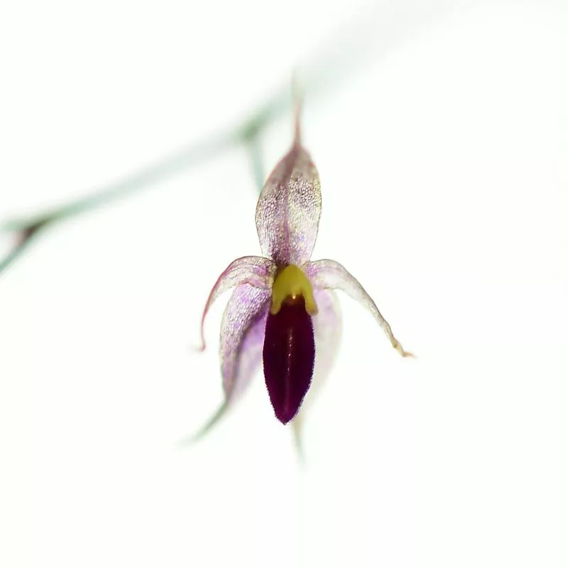 Platystele jamboeensis