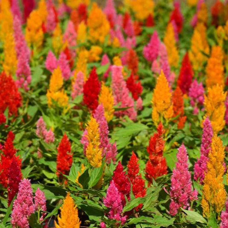Plume Celosia Mix