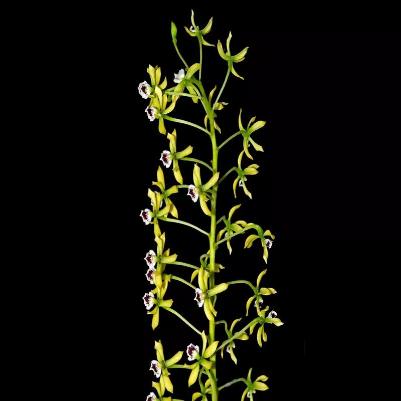Prosthechea mejia