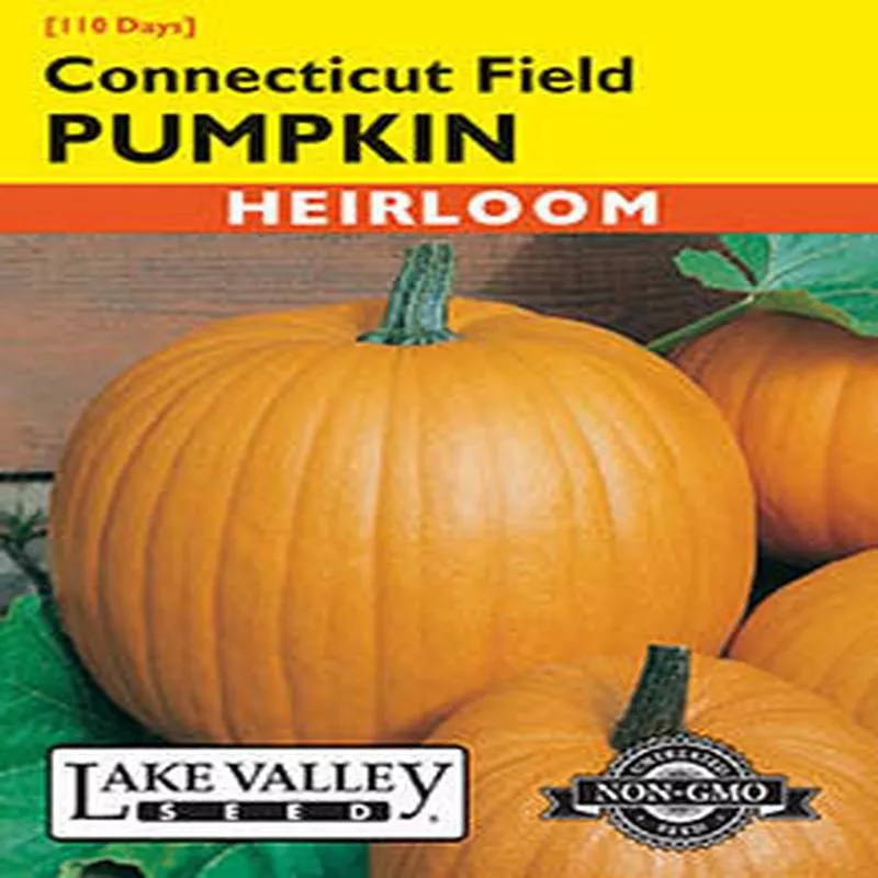 PUMPKIN CONNECTICUT FIELDHEIRLOOM