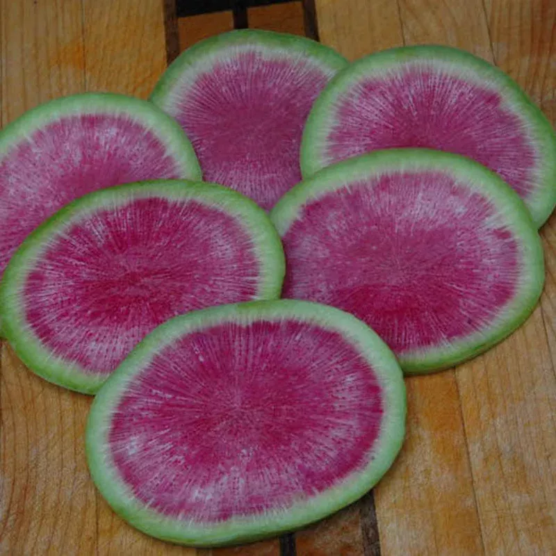 radish-misato-rose Radish Misato Rose
