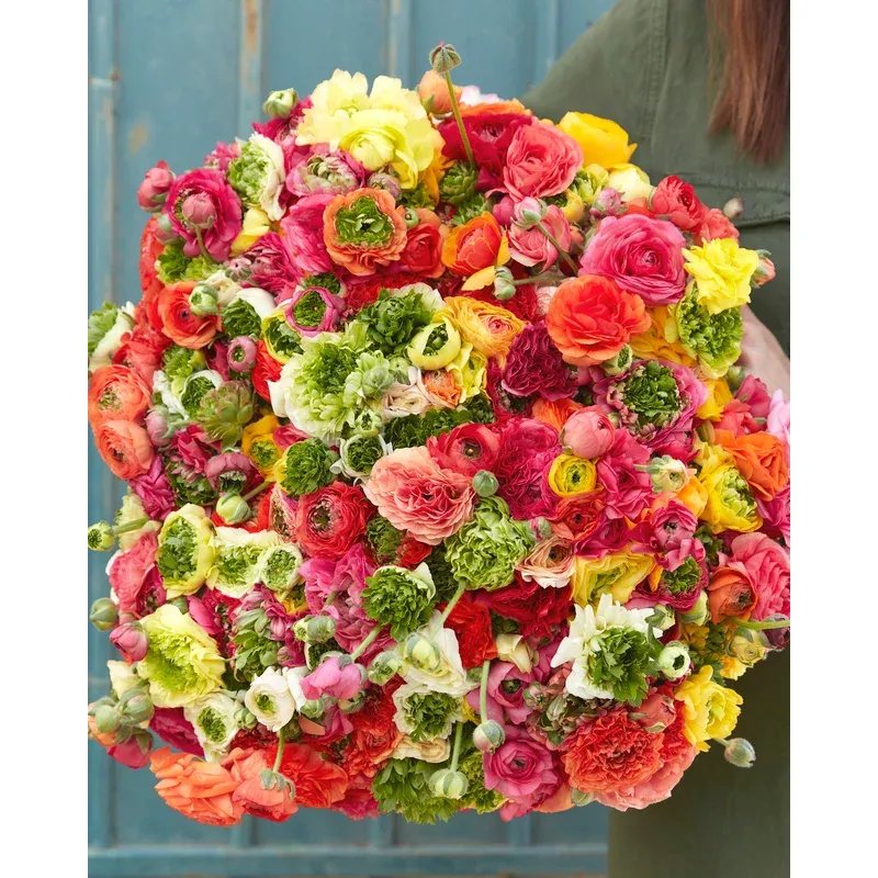 Ranunculus ‘Super Green Mix’