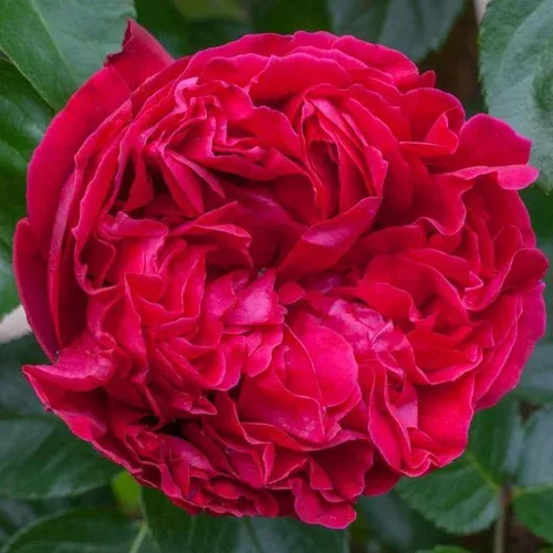 red-eden-climber-rose Red Eden Climber™ Rose