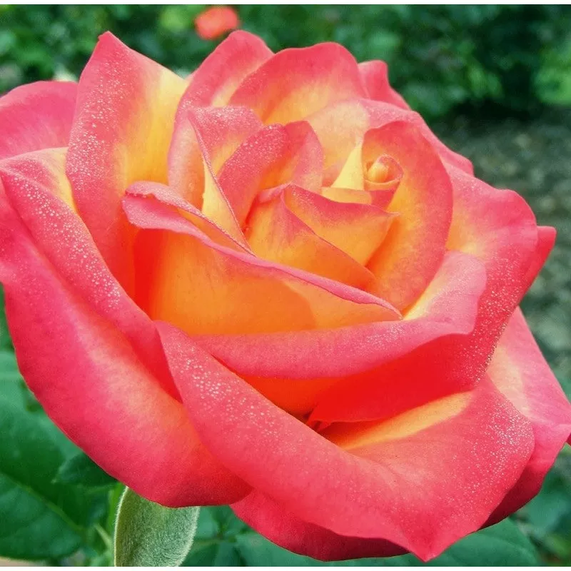 Rose - Perfect Moment