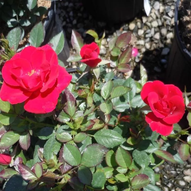 Rose - Ruby Ruby