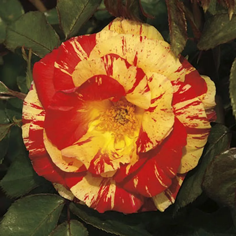 rose-shrub-orange-n-lemons Rose - Shrub Orange N Lemons