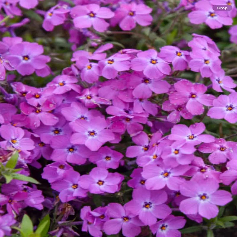 ‘Rose Sprite’ Hybrid Spring PhloxPhlox hybrid