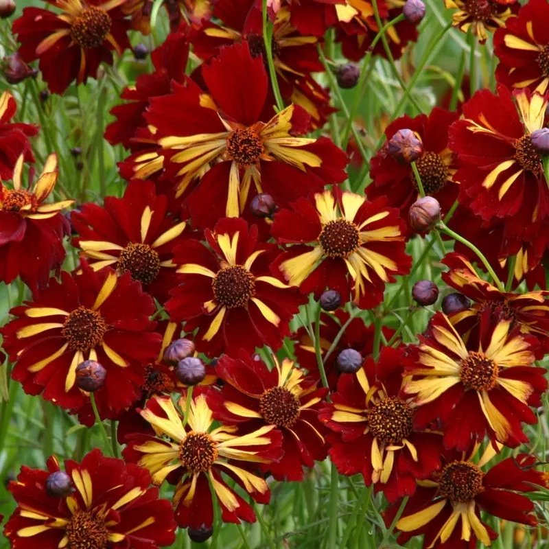 roulette-coreopsis Roulette Coreopsis