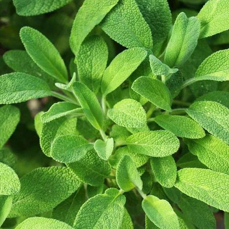 sage-common-garden-salvia SAGE COMMON GARDEN SALVIA