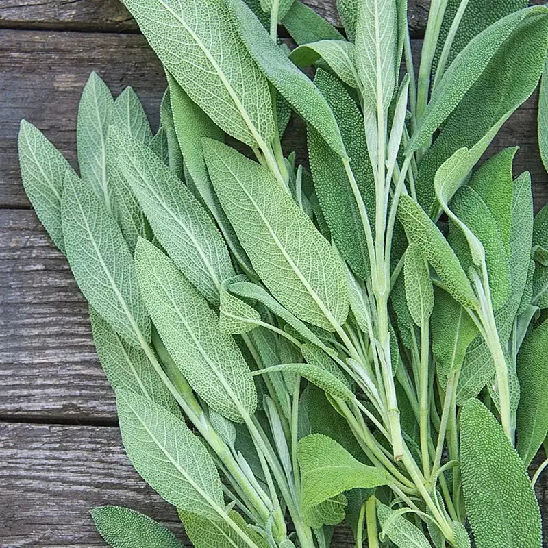 Sage HerbPlant