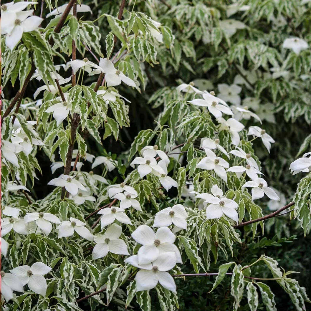 samaritan-dogwood-tree Samaritan Dogwood Tree