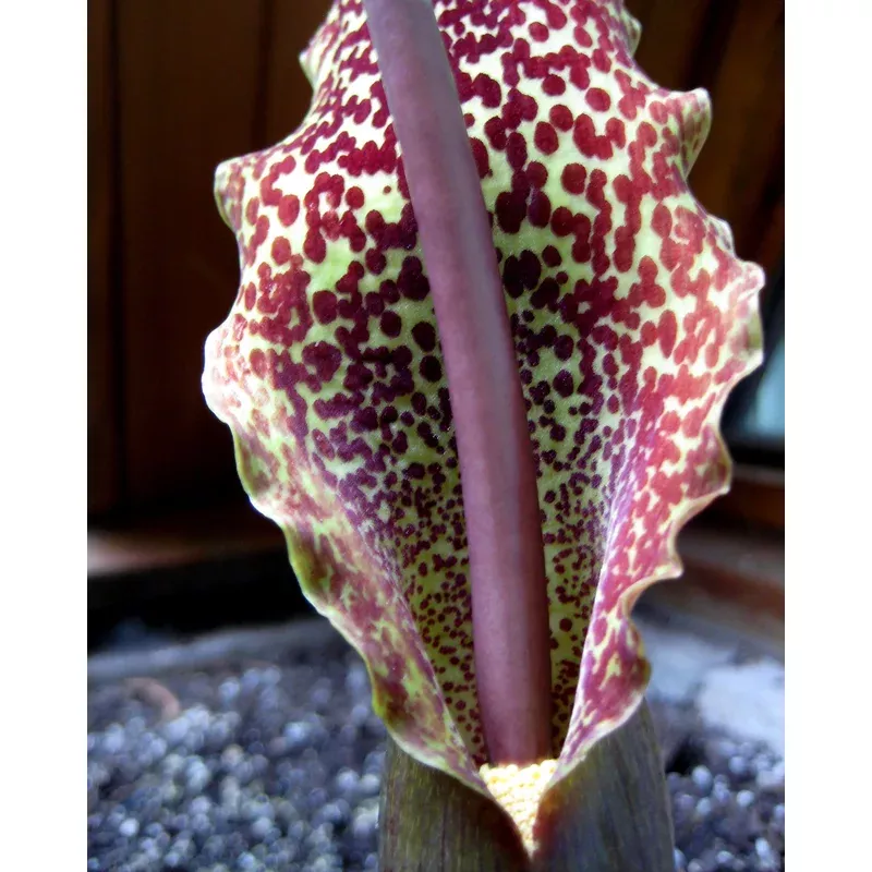Sauromatum venosum