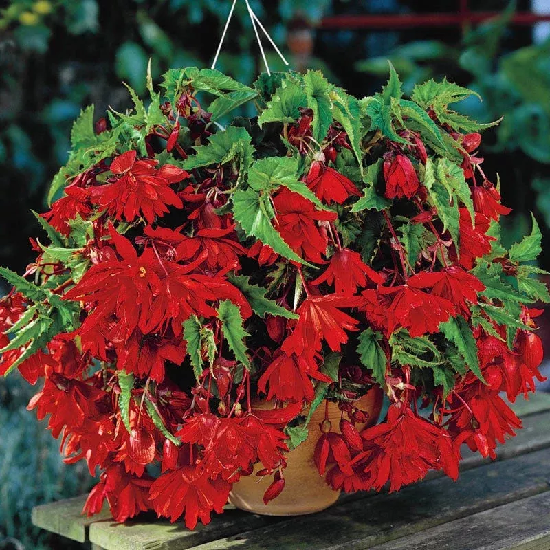 Scarlet Cascade Begonia