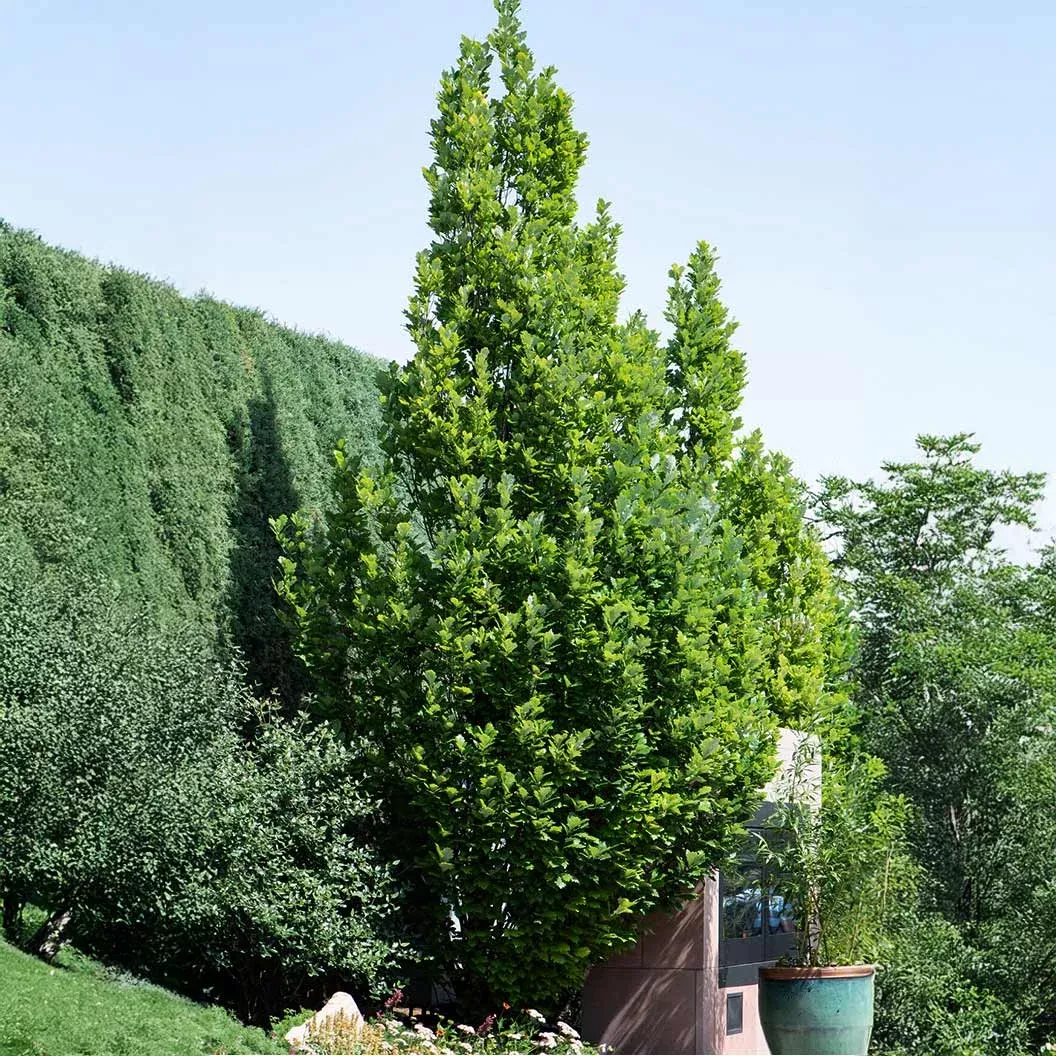 Scarlet Letter™ Oak Tree