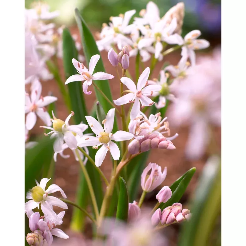 Scilla ‘Rosea’