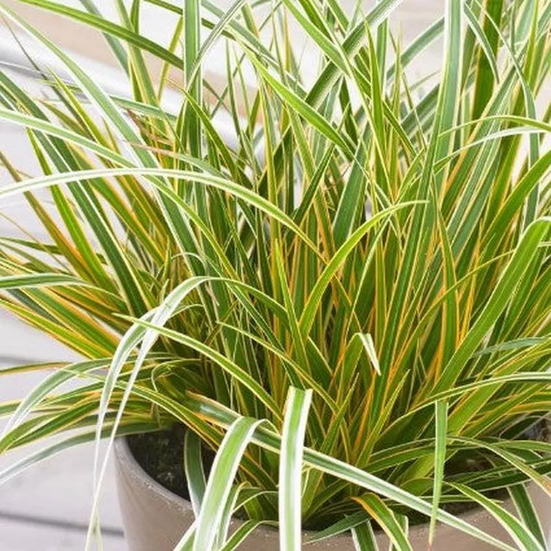 sedge-evercolor-everglow Sedge - EverColor Everglow