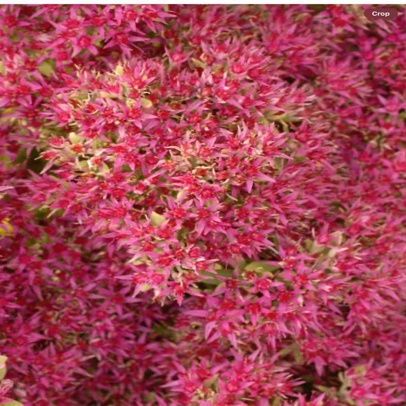 sedum-spectabile-hot-stuff Sedum Spectabile Hot Stuff