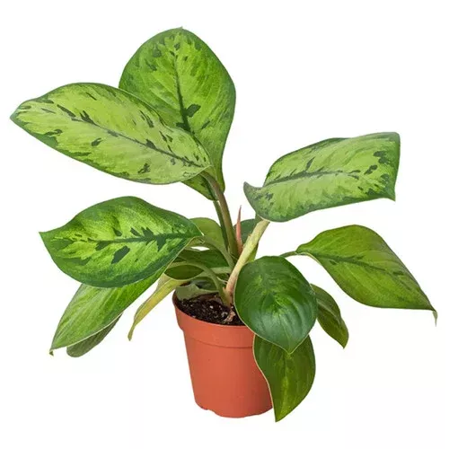 selby-homalomena Selby Homalomena