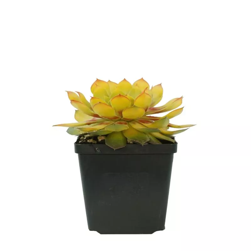 sempervivum-gold-nugget Sempervivum ‘Gold Nugget’