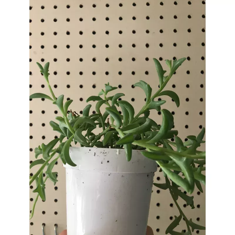 senecio-peregrinus-string-dolphins-succulent Senecio peregrinus (String of Dolphins Succulent)
