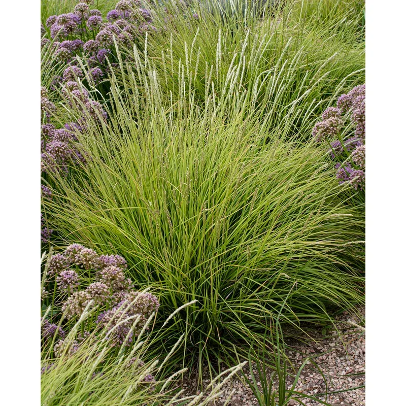Sesleria autumnalis