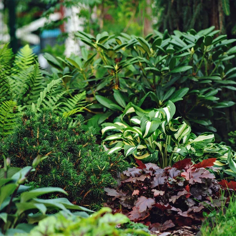 shade-garden-trio Shade Garden Trio