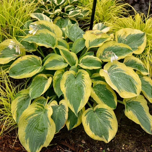 shadowland-chance-encounter-hosta Shadowland Chance Encounter Hosta