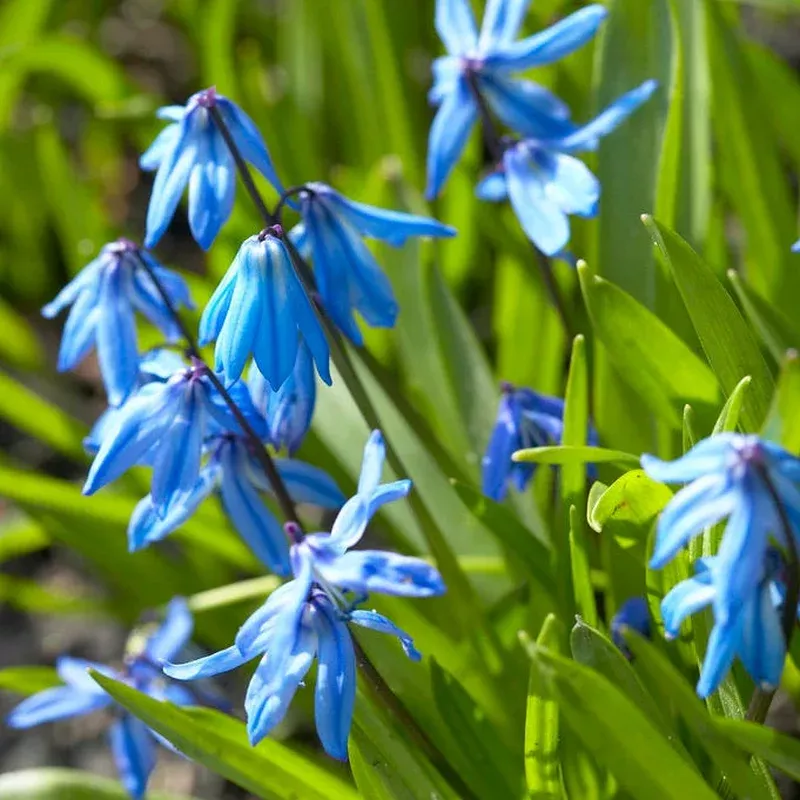 siberian-squill Siberian Squill